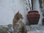 Gatti toscani - La gattina muta di Marciana in via del Pretorio - Fotografia Isola d