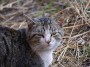 Gatti toscani - Un gatto dalla grossa testa guarda sornione - Fotografia gatto micio Toscana
