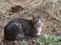 Gatti toscani - Gatto sornione accovacciato in un prato - Fotografia gatto micio Toscana