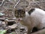 Gatti toscani - Un gatto si lecca i baffi - Fotografia gatto micio Toscana