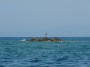 Gita in barca a Baratti, Piombino (LI) - Scoglio affiorante della Secca dello Stellino. La croce  stata eretta in memoria di un sub della zona che  ufficialmente disperso in mare dal febbraio del 1989. La stampa ed alcuni testimoni attribuiscono la scomparsa all