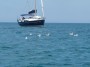 Gita in barca a Baratti, Piombino (LI) - Alcuni esemplari di Gabbiano Reale nuotano accanto ad una barca a vela ormeggiata nel Golfo di Baratti - Fotografia 8 luglio 2012, Toscana