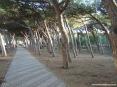 Marina di Cecina (Cecina Mare) (LI) - Le vie del lungomare si alternano con parchi sotto una fresca pineta attrezzata con panchine, altalene, giochi e giostre