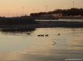 Marina di Cecina (Cecina Mare) (LI) - Dal fiume si spingono fino alla foce tante uccelli acquatici come i germani