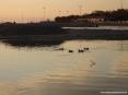 Marina di Cecina (Cecina Mare) (LI) - Non  difficile immortalare qualche gruppo di germani che nuotano nelle acque del fiume