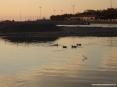 Marina di Cecina (Cecina Mare) (LI) - Non  difficile immortalare qualche gruppo di germani che nuotano nelle acque del fiume