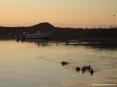 Marina di Cecina (Cecina Mare) (LI) - Spesso i germani si avvicinano a riva alle persone con la speranza di qualche spuntino 