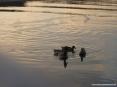 Marina di Cecina (Cecina Mare) (LI) - I numerosi uccelli acquatici nuotano silenziosamente scivolando sull