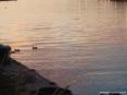 Marina di Cecina (Cecina Mare) (LI) - Sulle sponde del fiume qualche pescatore sistema le reti da pesca metre i germani curiosi nuotano uno a fianco all