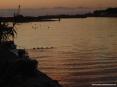 Marina di Cecina (Cecina Mare) (LI) - In questa foto dei germani nuotano affiancati come se stessero gareggiando 