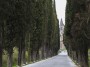 Montepulciano (SI) - I cipressi di Viale della Rimembranza guidano lo sguardo fino alla chiesa Santuario dedicata alla Madonna di San Biagio ai piedi del colle di Montepulciano - Fotografia Toscana marzo 2015