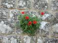 Monterchi (AR) - Una pianta di papavero spunta tra le pietre di un antico muro.