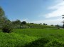 Palazzaccio - Cafaggio, Campiglia Marittima (LI) - La campagna lungo la Strada Provinciale 21 fra Campiglia Marittima ed il Cafaggio  - Fotografia ottobre 2012