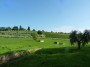 Palazzaccio - Cafaggio, Campiglia Marittima (LI) - Campagna toscana coltivata a oliveti e vigneti - Fotografia ottobre 2012