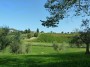 Palazzaccio - Cafaggio, Campiglia Marittima (LI) - Panorama fra gli olivi con lo sfondo di una vigna organizzata in filari - Fotografia ottobre 2012