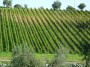 Palazzaccio - Cafaggio, Campiglia Marittima (LI) - Una vigna con i filari paralleli sul pendio di un collina  - Fotografia ottobre 2012