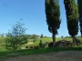 Palazzaccio - Cafaggio, Campiglia Marittima (LI) - Catasta di legna da ardere ai piedi di alcuni cipressi con lo sfondo della campagna - Fotografia ottobre 2012