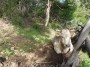 Palazzaccio - Cafaggio, Campiglia Marittima (LI) - Una mucca dietro una staccionata - Fotografia ottobre 2012