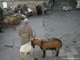 Sagra di Suvereto 2007, cinghiale, arte, cultura e folclore - Nel parlato popolare la figura del becco (maschio della capra)  associato al marito tradito dalla moglie...per via delle lunghe corna! 