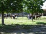 Parco naturale regionale Migliarino, San Rossore, Massaciuccoli, Tenuta di San Rossore (PI) - Alcuni ragazzi partecipano alle lezioni della scuola di equitazione, altri più esperti, fanno passeggiate a cavallo  - Fotografia maggio 2008, Toscana