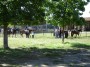 Parco naturale regionale Migliarino, San Rossore, Massaciuccoli, Tenuta di San Rossore (PI) - Alcuni ragazzi partecipano alle lezioni della scuola di equitazione, altri pi esperti, fanno passeggiate a cavallo  - Fotografia maggio 2008, Toscana