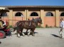 Parco naturale regionale Migliarino, San Rossore, Massaciuccoli, Tenuta di San Rossore (PI) - Possenti cavalli trainano una carrozza. Simpatico il cane Jack Russel Terrirer a bordo - Fotografia maggio 2008, Toscana
