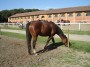 Parco naturale regionale Migliarino, San Rossore, Massaciuccoli, Tenuta di San Rossore (PI) - Un cavallo marrone bruca l