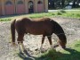 Parco naturale regionale Migliarino, San Rossore, Massaciuccoli, Tenuta di San Rossore (PI) - Un pony marrone bruca l