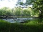 Parco naturale regionale Migliarino, San Rossore, Massaciuccoli, Tenuta di San Rossore (PI) - I laghetti della palude offrono offorno acqua ai molti animali che vivono all