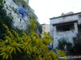 Sassetta (LI) - Un cespuglio di margherite gialle con lo sfondo di un vicolo del paese - Fotografia ottobre 2008