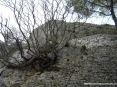 Saturnia Terme e paese (GR) - Sal basso si nota tutta la possente fattura della fortezza difensiva. I bastioni e le mura sono costruiti con antiche pietre tagliate. Tutt