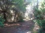 Spiaggia di Carbonifera, Piombino (LI) - Profumati pini marittimi fra la vegetazione a ridosso della spiaggia offrono ombra fresca ed un sicuro rifugio per i tanti scoiattoli che popolano la zona - Fotografia ottobre 2012