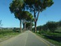 Sticciano - Roccastrada (GR) - Antichi pini marittimi lungo la Strada Provinciale 157 che unisce Braccagni a Roccastrada - Fotografia febbraio 2014