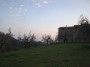 Vinci (FI) - Il campo di ulivi secolari che circonda la casa natale di Leonardo di Ser Piero da Vinci in localit Anchiano con lo sfondo del cielo toscano - Fotografia marzo 2012, Toscana