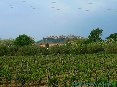 Certaldo(FI) - Panoramica di Certaldo dalla strada che porta a San Gimignano. In primo piano si nota una magnifica vigna. La zona è rinomata per il suo vino Chianti D.O.C.G. Colli Senesi e per la Vernaccia di San Gimignano. (MAG2006)