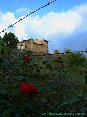 Certaldo(FI) - Una siepe di rose lungo la strada che scende a valle con lo sfondo di Porta Rivellino (MAG2006)