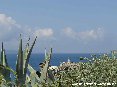 Piombino (LI) - Piante di agave con lo sfondo del mare del canale di Piombino. La fotografia  scattata da viale del Popolo