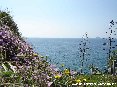 Piombino (LI) - La costa di Piombino con i fiori e le piante di agave sotto viale del Popolo