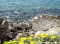 Piombino (LI) - La scogliera di Piombino vicino piazza Bovio. Fantastico il contrasto tra il mare cristallino e il vivace colore dei fiori primaverili.