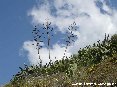 Piombino (LI) - Tra grandi fiori di agave si stagliano nel cielo staccandosi dai fichi d