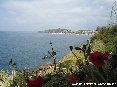 Piombino (LI) - La ripida costa scende verso il mare rigogliosa di fiori e piante