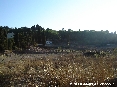Populonia (LI) - 